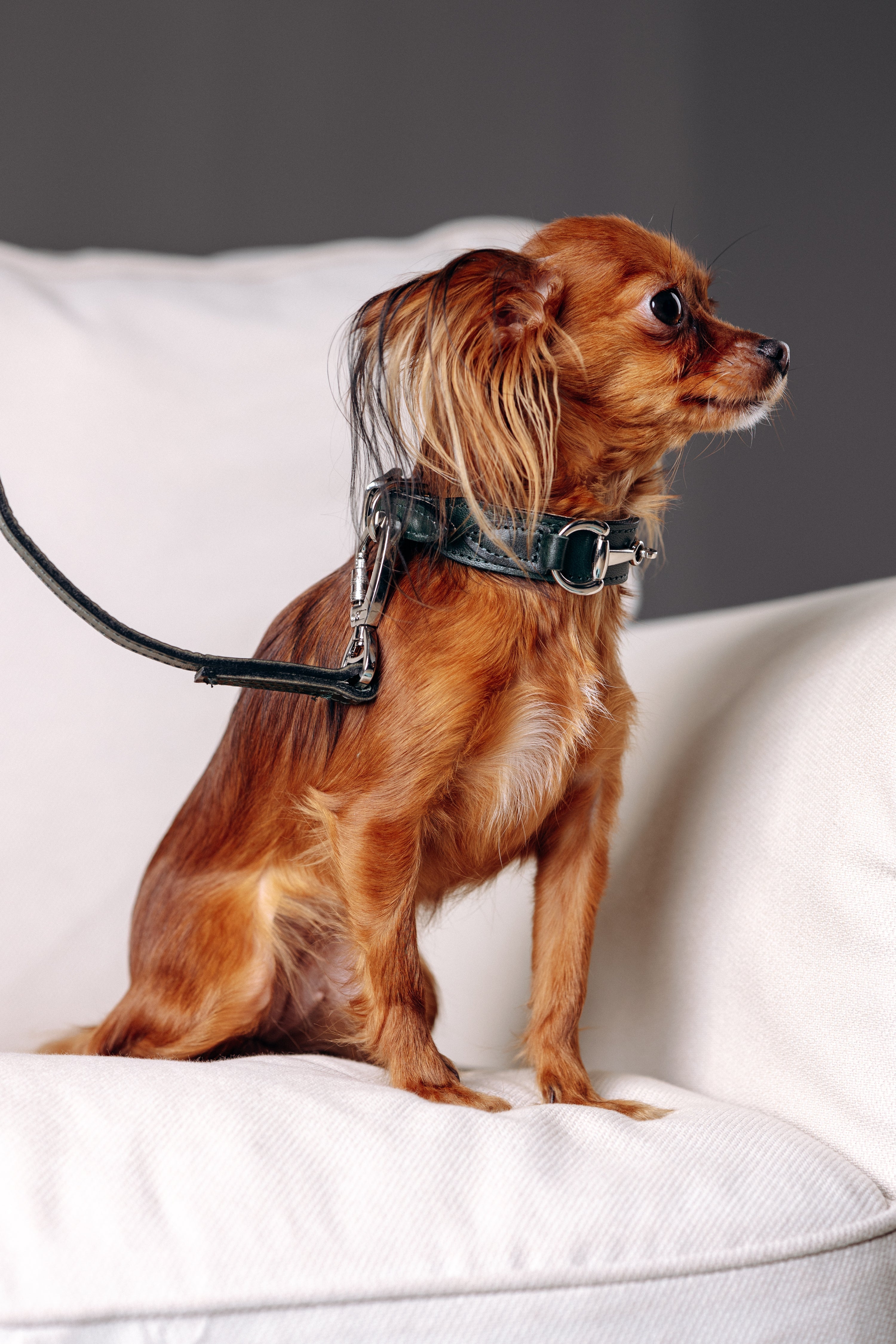 Собака як fashion-statement: стиль, який працює на двох